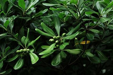 招聘信息显示索尼已在洛杉矶建立新工作室 开发3A游戏